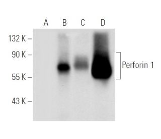 western blotting image from recommended Perforin 1 (F-1) monoclonal antibody replacement. Image 54521