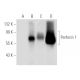 western blotting image from recommended Perforin 1 (F-1) monoclonal antibody replacement. Image 54521
