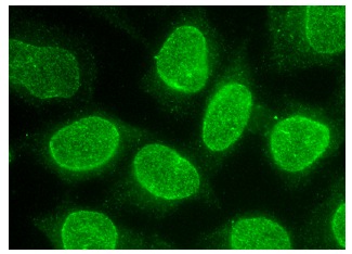Pericentrin 1 Antibody (D-4) | SCBT - Santa Cruz Biotechnology