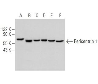 Pericentrin 1 Antibody (D-4) - Western Blotting - Image 295660 