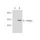 Perilipin Antibody (G-2) - Western Blotting - Image 286787 