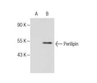 western blotting image from recommended Perilipin (G-2) monoclonal antibody replacement. Image 286787
