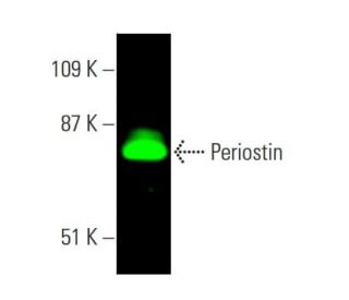 Periostin Antibody (F-10) - Western Blotting - Image 378948 