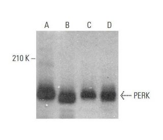 western blotting image from recommended PERK (B-5) monoclonal antibody replacement. Image 350739