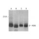 This polyclonal antibody has been discontinued. See our recommended <a href="perk-antibody-b-5">PERK (B-5)</a> monoclonal antibody (sample data shown). western blotting image from recommended PERK (B-5) monoclonal antibody replacement. Image 350739