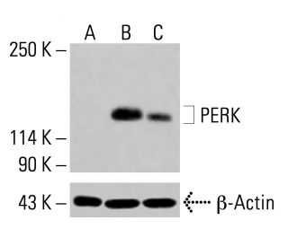 PERK Antibody (B-5) - Western Blotting - Image 414945