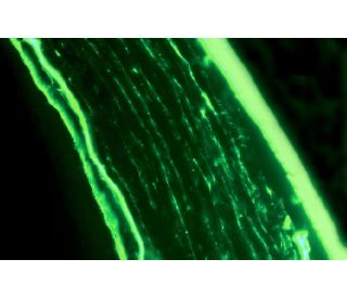Perlecan Antibody (A7L6) - Immunofluorescence - Image 12155