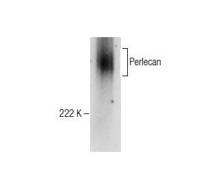 Perlecan Antibody (E-6) - Western Blotting - Image 282554 