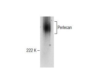 western blotting image from recommended Perlecan (E-6) monoclonal antibody replacement. Image 282554