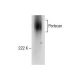 western blotting image from recommended Perlecan (E-6) monoclonal antibody replacement. Image 282554