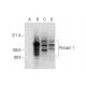 Peroxin 1 Antibody (D-9) - Western Blotting - Image 292939