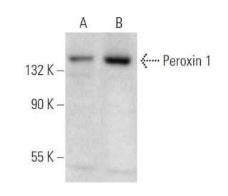 Peroxin 1 Antibody (D-9) - Western Blotting - Image 374901 