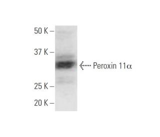 Peroxin 11&alpha; Antibody (3B1) - Western Blotting - Image 347595