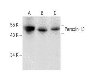 Peroxin 13 Antibody (D-5) - Western Blotting - Image 133404 