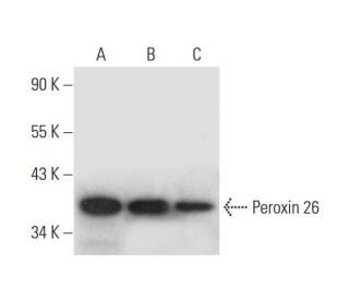 Peroxin 26 Antibody (C-7) - Western Blotting - Image 299063 