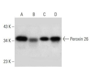 Peroxin 26 Antibody (F-7) - Western Blotting - Image 299062 