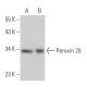 Peroxin 26 Antibody (F-7) - Western Blotting - Image 366805