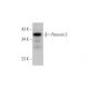 Peroxin 3 Antibody (B-6) - Western Blotting - Image 344270