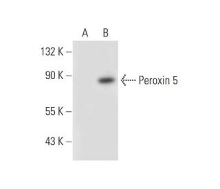 Peroxin 5R Antibody (A-4) - Western Blotting - Image 305825