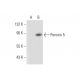 Peroxin 5R Antibody (A-4) - Western Blotting - Image 305825