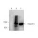 Peroxin 6 Antibody (F-6) - Western Blotting - Image 137009 