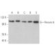 Peroxin 6 Antibody (F-6) - Western Blotting - Image 368941 