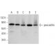 pescadillo Antibody (G-11) - Western Blotting - Image 382035
