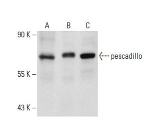 pescadillo Antibody (H-10) - Western Blotting - Image 128079 