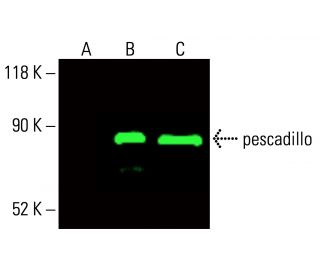pescadillo Antibody (H-10) - Western Blotting - Image 416210 