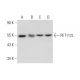 PET112L Antibody (47.1) - Western Blotting - Image 312801 