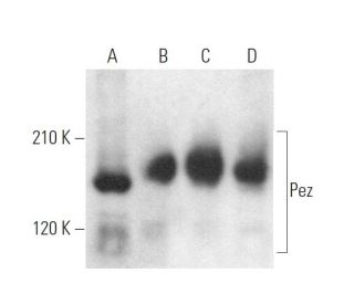 Pez Antibody (F-12) - Western Blotting - Image 372761 