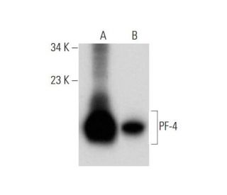 PF-4 Antibody (V-15): sc-23519