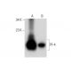 western blotting image from recommended PF-4 (D-7) monoclonal antibody replacement. Image 311977