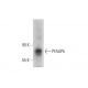 PFAAP5 Antibody (F-2) - Western Blotting - Image 324789 