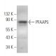 PFAAP5 Antibody (F-2) - Western Blotting - Image 369973