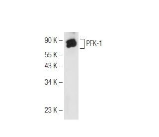 PFK-1 Antibody (G-11) - Western Blotting - Image 99719 