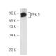 PFK-1 Antibody (G-11) - Western Blotting - Image 99719 