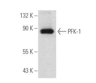 PFK-1 Antibody (E-4) - Western Blotting - Image 389381
