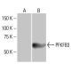PFKFB3 Antibody (3F3) - Western Blotting - Image 352129 