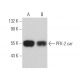 PFK-2/PFKFB2 Antibody (G-7) - Western Blotting - Image 361638