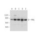 PFKL Antibody (A-6) - Western Blotting - Image 297860 