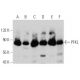 PFKL Antibody (A-6) - Western Blotting - Image 359514