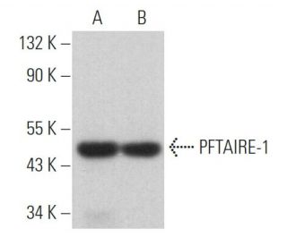 PFTAIRE-1 Antibody (C-3) - Western Blotting - Image 364191 
