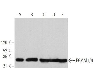 PGAM1/4 Antibody (D-5) - Western Blotting - Image 360688 