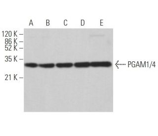 PGAM1/4 Antibody (C-5) - Western Blotting - Image 362960