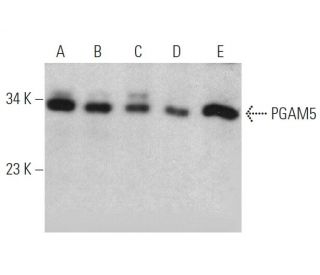 PGAM5 Antibody (C-1) - Western Blotting - Image 370783 
