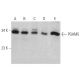 PGAM5 Antibody (C-1) - Western Blotting - Image 370783 