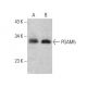 PGAM5 Antibody (C-1) - Western Blotting - Image 386102