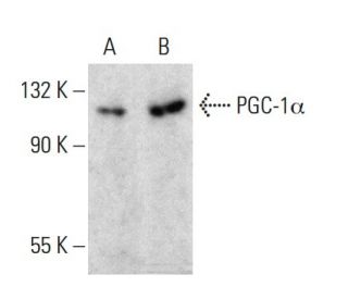 PGC1a Antibody (4A8) - Western Blotting - Image 386776