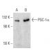 PGC1a Antibody (4A8) - Western Blotting - Image 386776